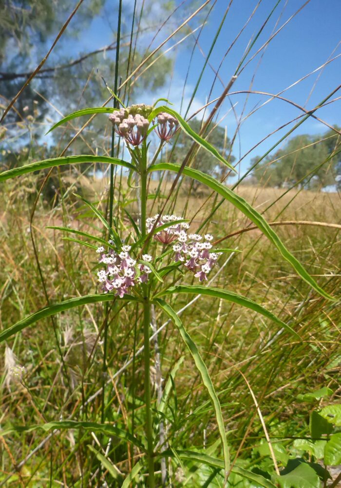P1070962 - Copy Narrow-leaved milkweed. D. Burk. Finley Lake. June 7, 2026.