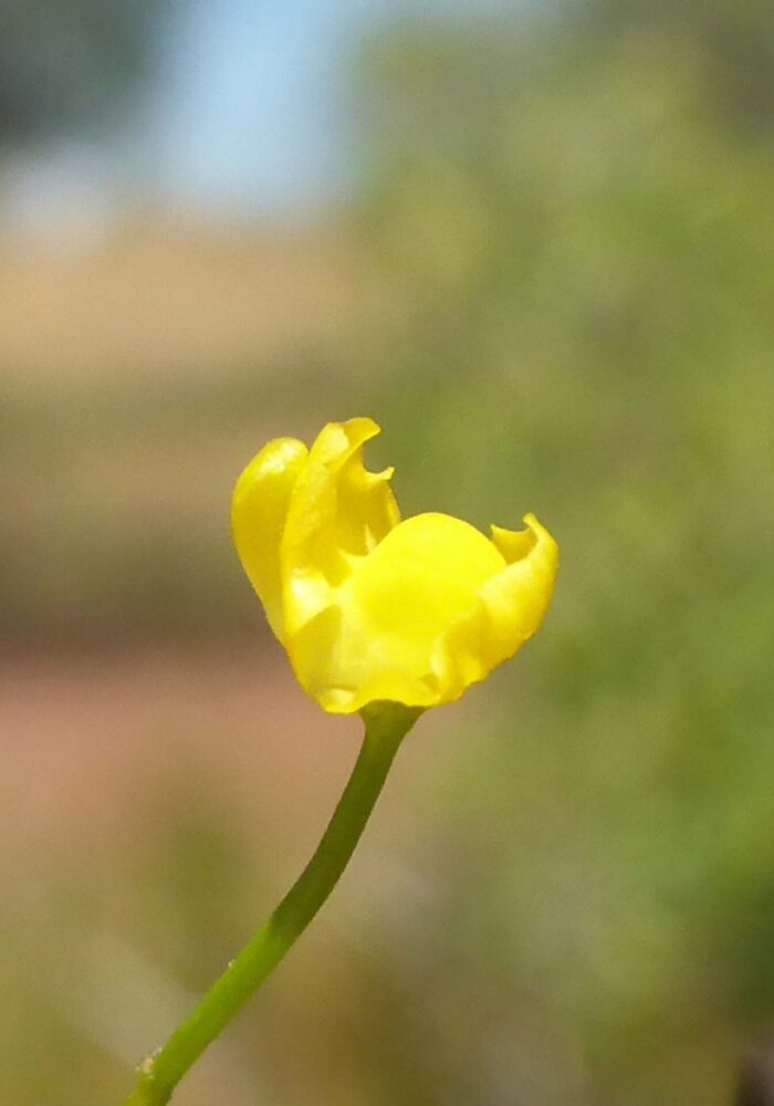 P1070979 - Copy Close-up of humped bladderwort. D. Burk. Finley Lake. June 7, 2026.