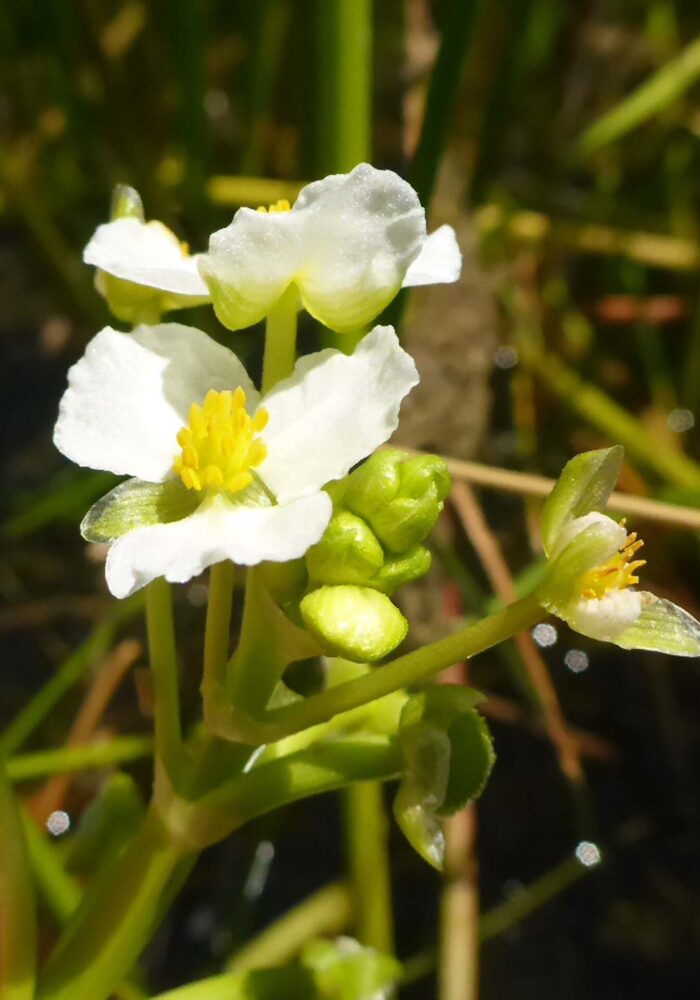 P1070997 - Copy Closer look at Sanford's arrowhead flowers. D. Burk. Finley Lake. June 7, 2026.