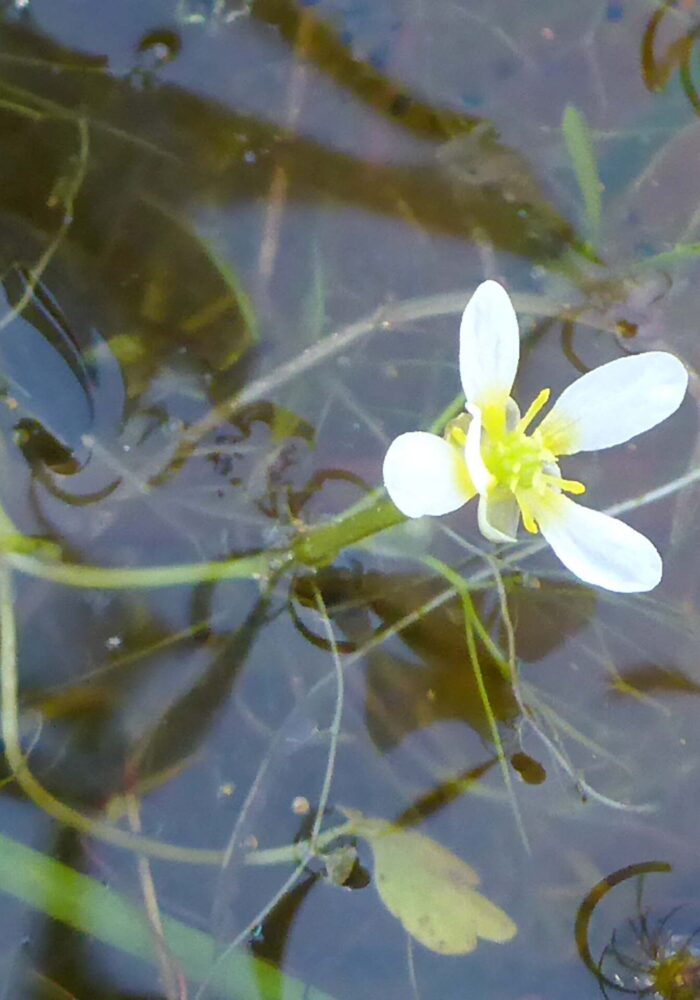 P1080006 - Copy Close-up of broad-leaved water buttercup. D. Burk. Finley Lake. June 7, 2026.