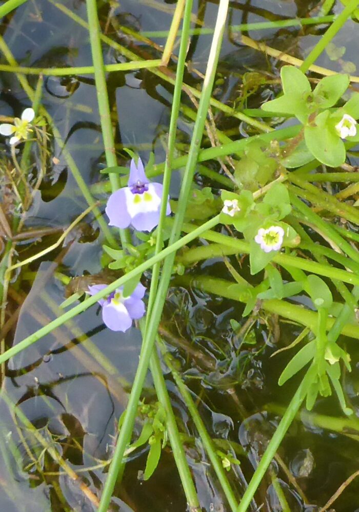 P1080017 - Copy Broad-leaved water buttercup, double-horned downingia, and bractless hedge-hyssop. D. Burk. Finley Lake. June 7, 2026.