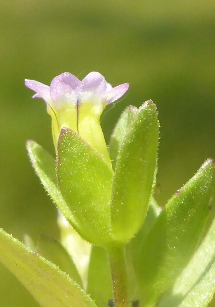 P1080021 - Copy Close-up of bractless hedge-hyssop, Gratiola ebracteata. D. Burk. Finley Lake. June 7, 2026.