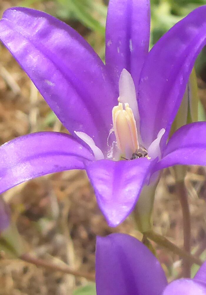 P1080052 - Copy Harvest brodiaea closeup. D. Burk. Finley Lake. June 7, 2026.