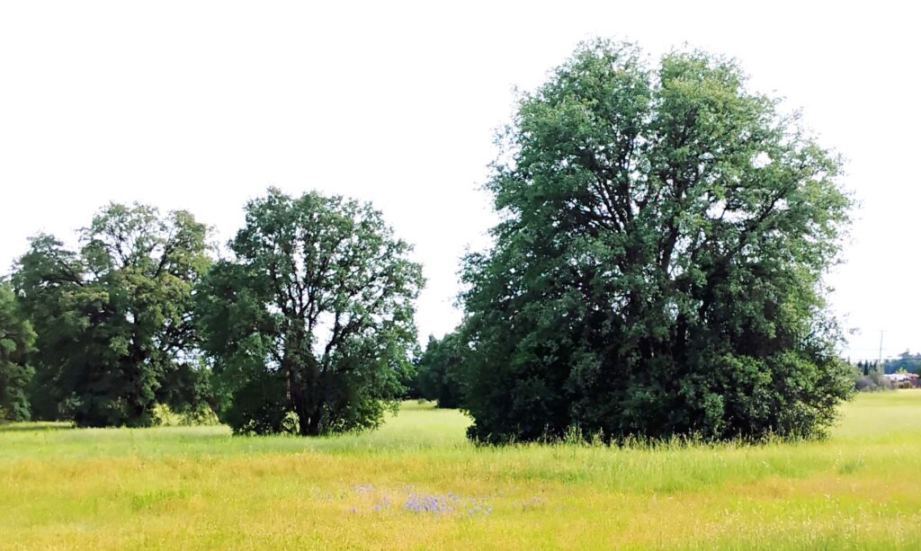 Blue oaks on proposed Sterling Springs Subdivision site. Courtesy D. Ledger.