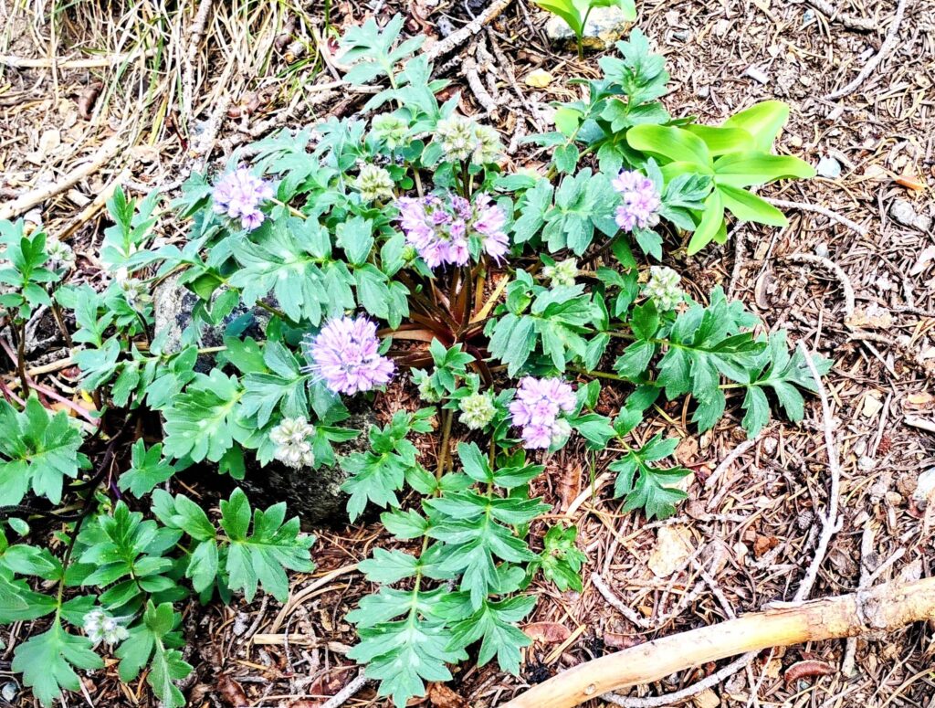 California waterleaf. D. Ledger.