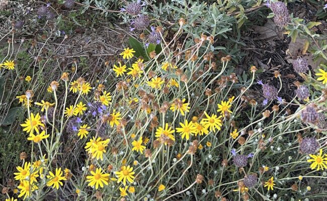 Woolly sunflower and Cleveland sage in the Bonny View Elementary School garden. M.A. McCrary.