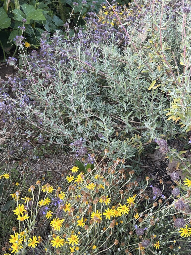 Woolly sunflower and Cleveland sage in the Bonny View Elementary School garden. M.A. McCrary.