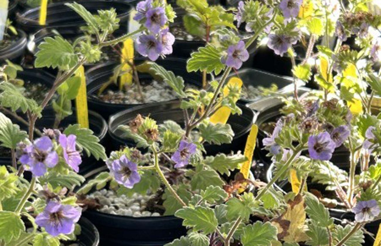 Bolander's phacelia. MA McCrary.