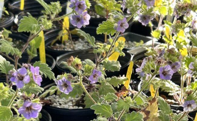 Bolander's phacelia. MA McCrary.