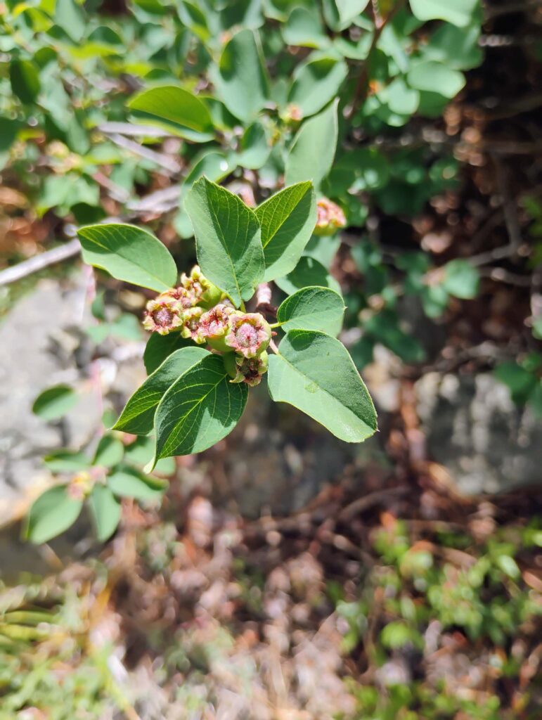 Serviceberry. D. Ledger. Cedar Basin. June 20, 2026.