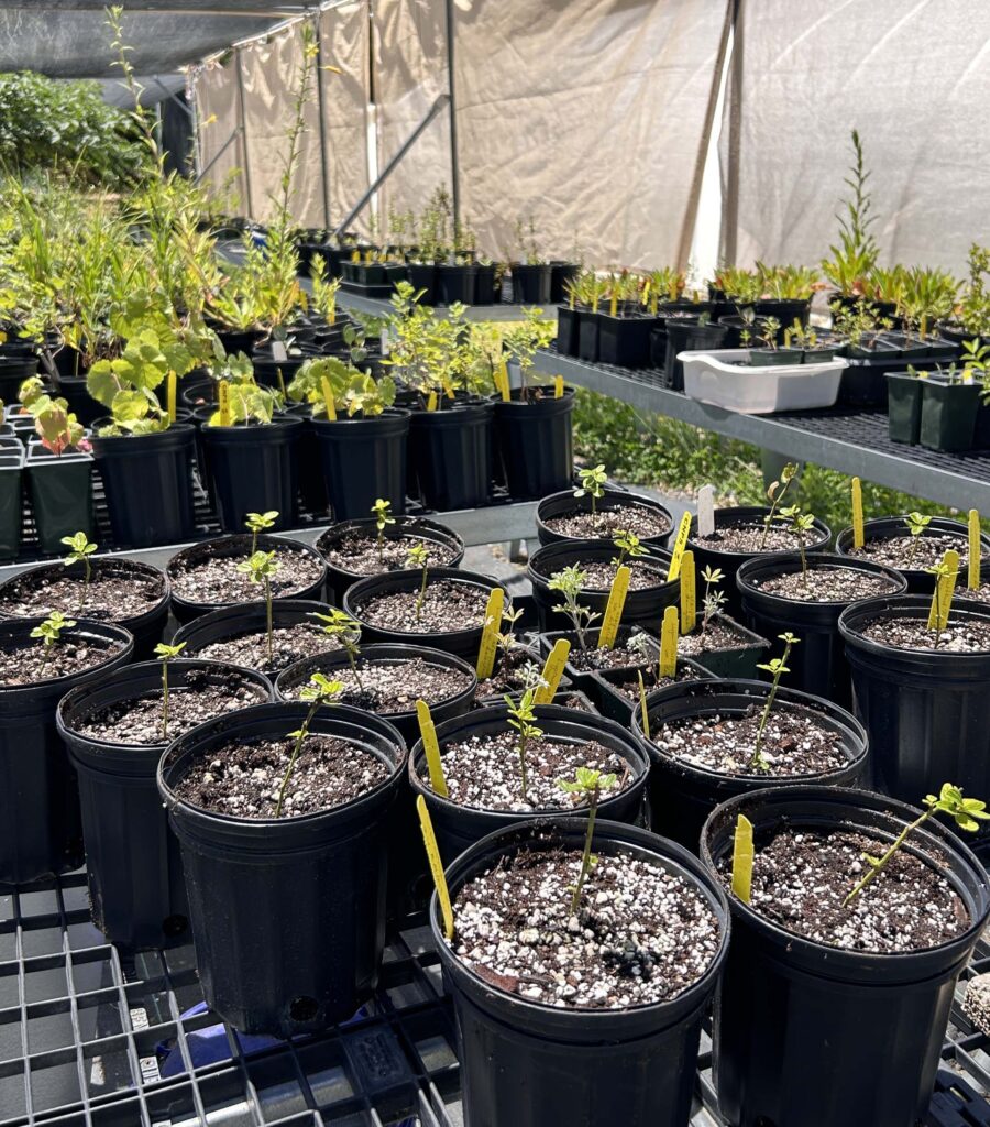 Plants on nursery tables. MA McCrary.