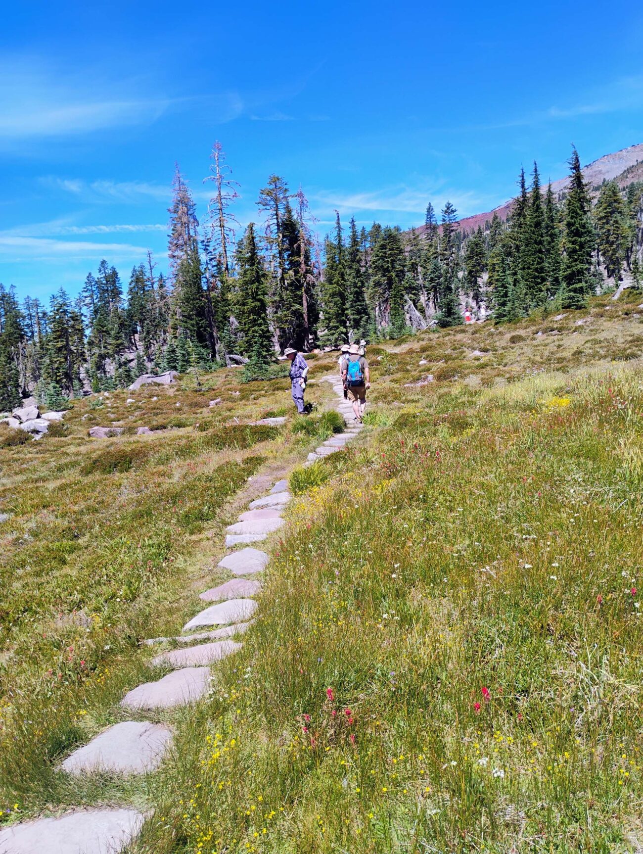Participants on the August 8, 2026 hike to Panther Meadows in the Mount Shasta area enjoyed cooler weather and blooming plants. Photo by David Ledger.