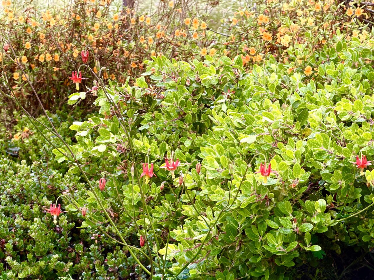 Aquilegia formosa Manzanita sp. and Diplacus aurantiacus
