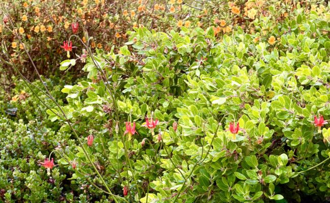 Aquilegia formosa Manzanita sp. and Diplacus aurantiacus