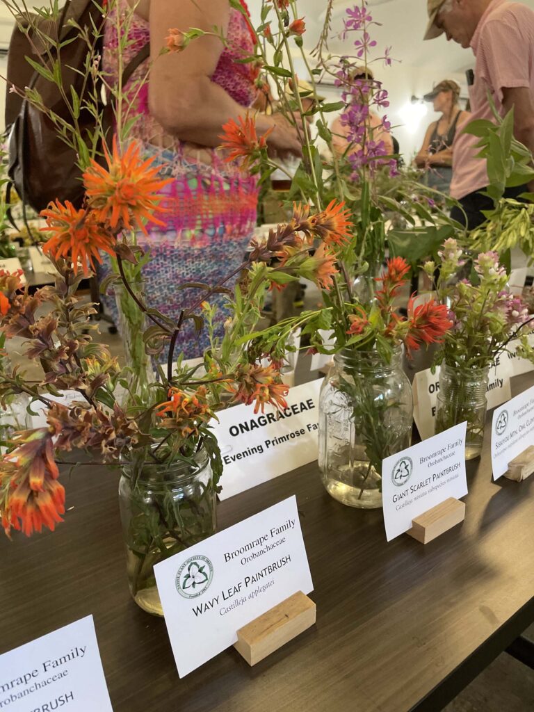 Irene Hollenbeck Memorial Wildflower Show display. A. Rubin.