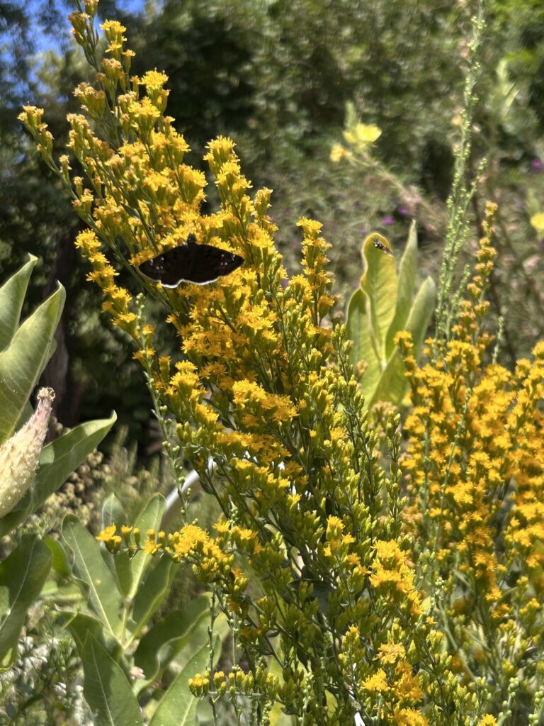 Western goldenrod, and mournful duskywing. MA McCrary.