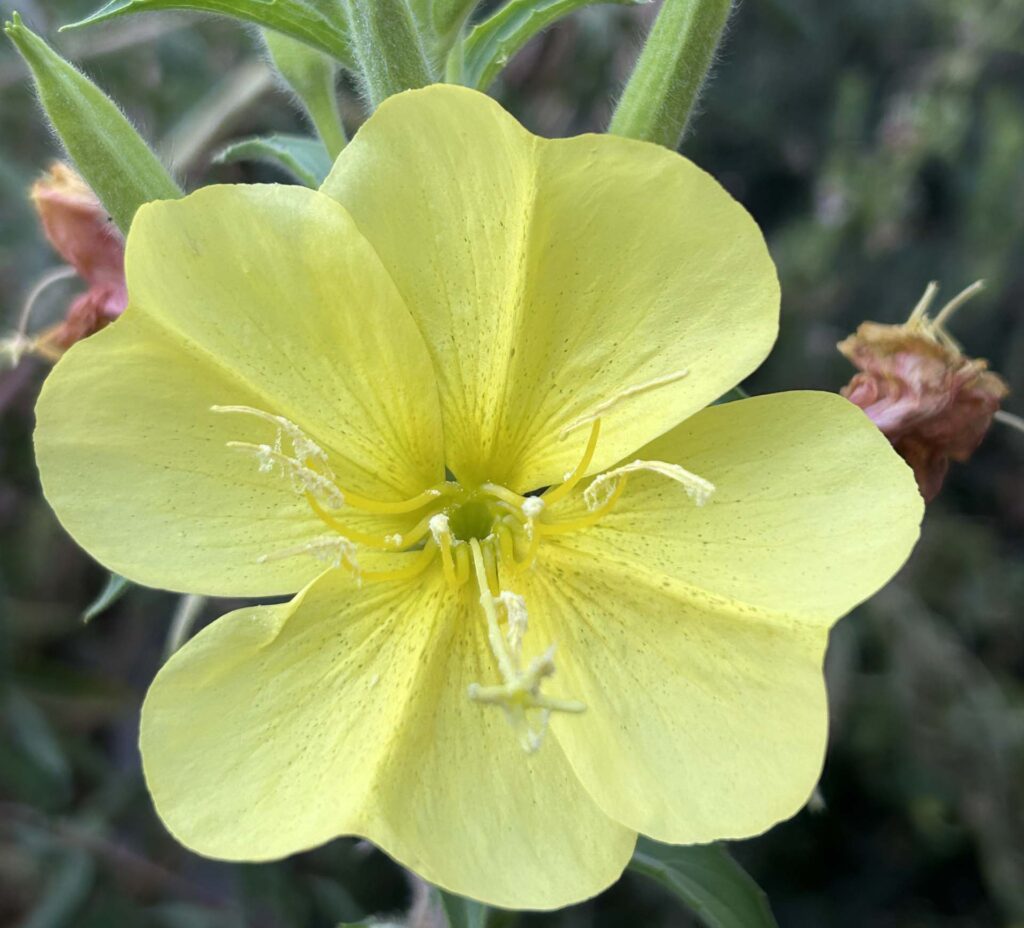 Evening-primrose. MA McCrary.