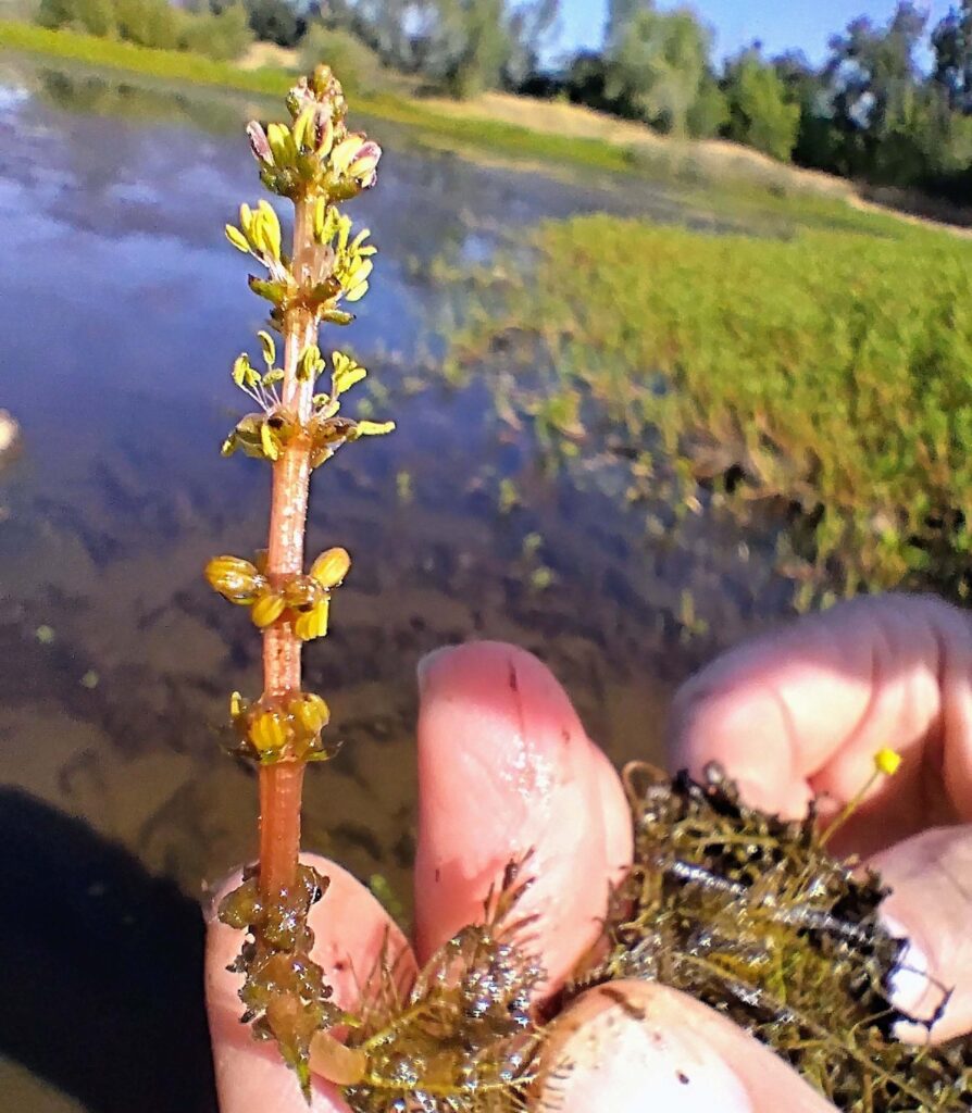 Myriophyllum spicatum, Eurasian watermillfoil, found in the Kapusta Open Space. Photo by David Ledger.