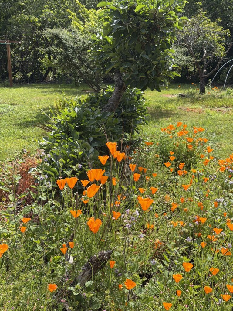 The California poppy (Eschscholzia californica)