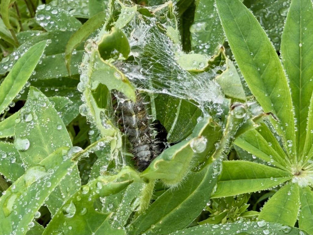 Painted lady butterfly larva nest in <i>Lupinus polyphyllus</i>, a larval food plant