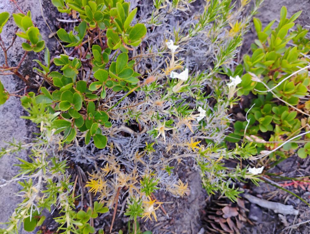 White flowers of spreading phlox, Phlox diffusa, at Panther Meadows in Siskiyou County on August 8, 2026. Photo by David Ledger.