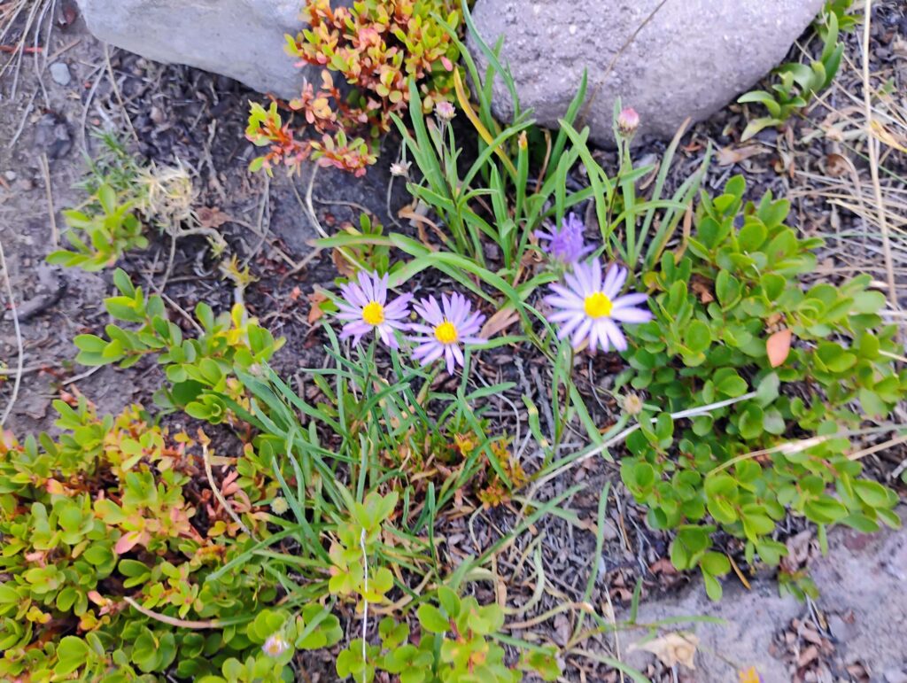 Western aster, Symphyotrichum occidentale, in Siskiyou County at Panther Meadows on August 8, 2026. Photo by David Ledger.