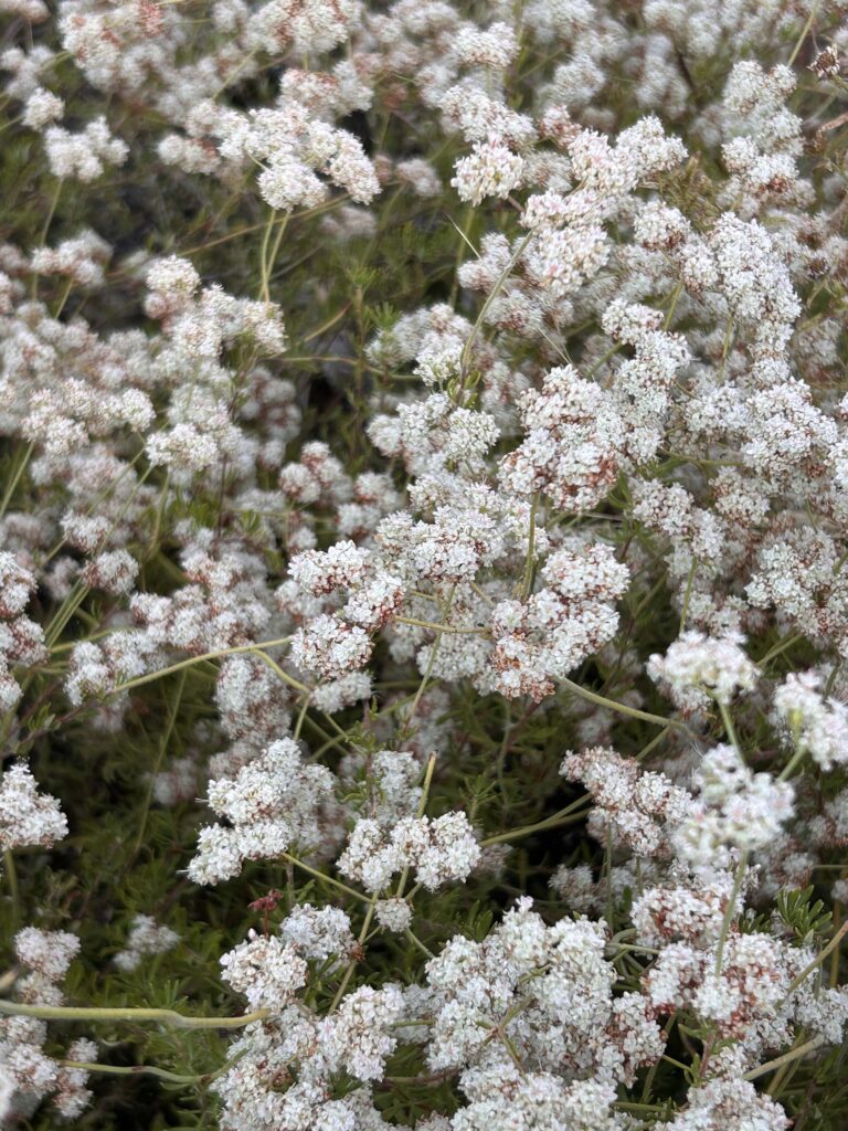California buckwheat. MA McCrary.