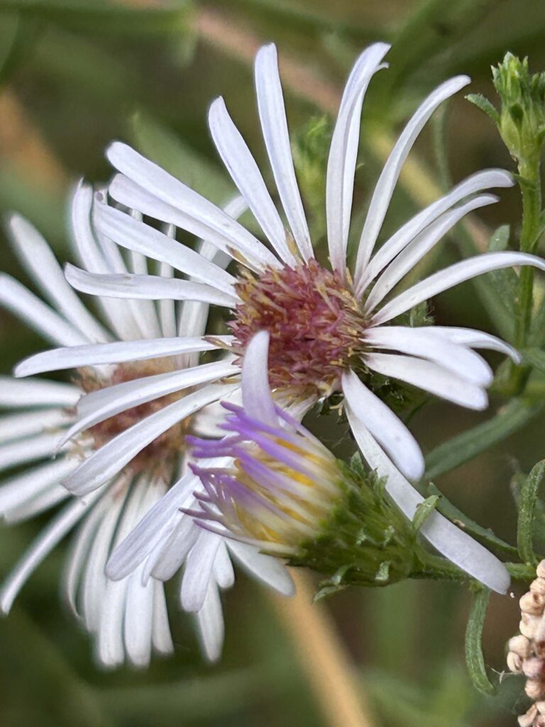 Pacific aster. MA McCrary.