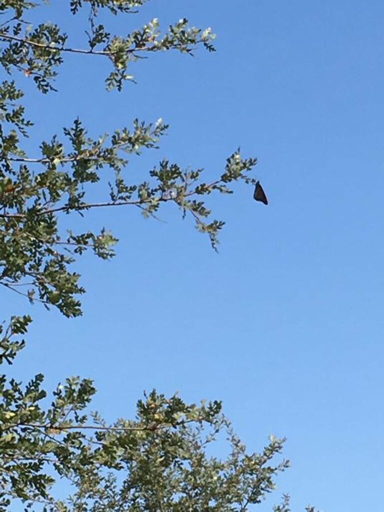 Monarch butterfly on Valley Oak