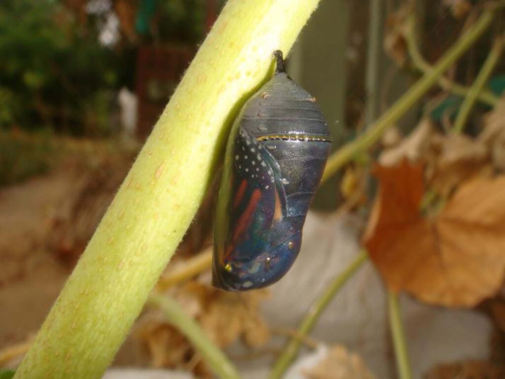 Monarch butterfly chrysalis on California Hibiscus, California Hibiscus, <i>Hibiscus lasiocarpos var. occidentalis </i>