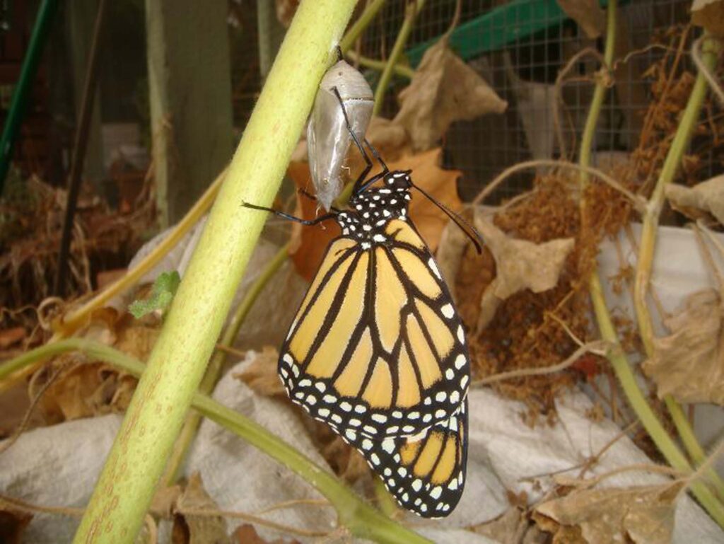Monarch butterfly