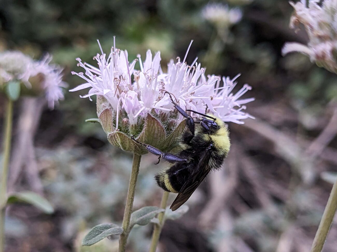 Photo of a Bumblebee on Coyote Mint plant