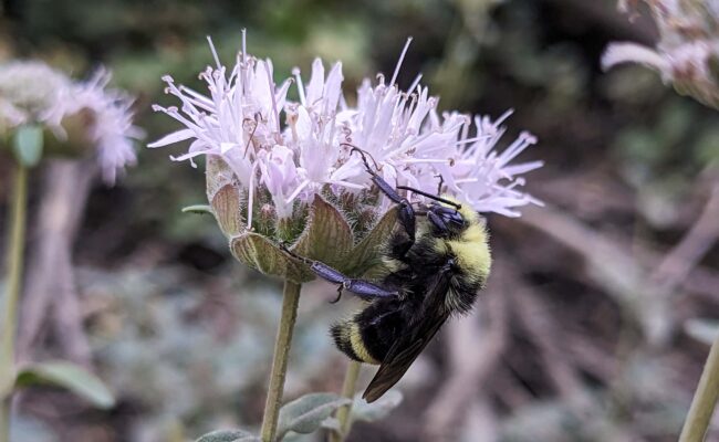 Photo of a Bumblebee on Coyote Mint plant