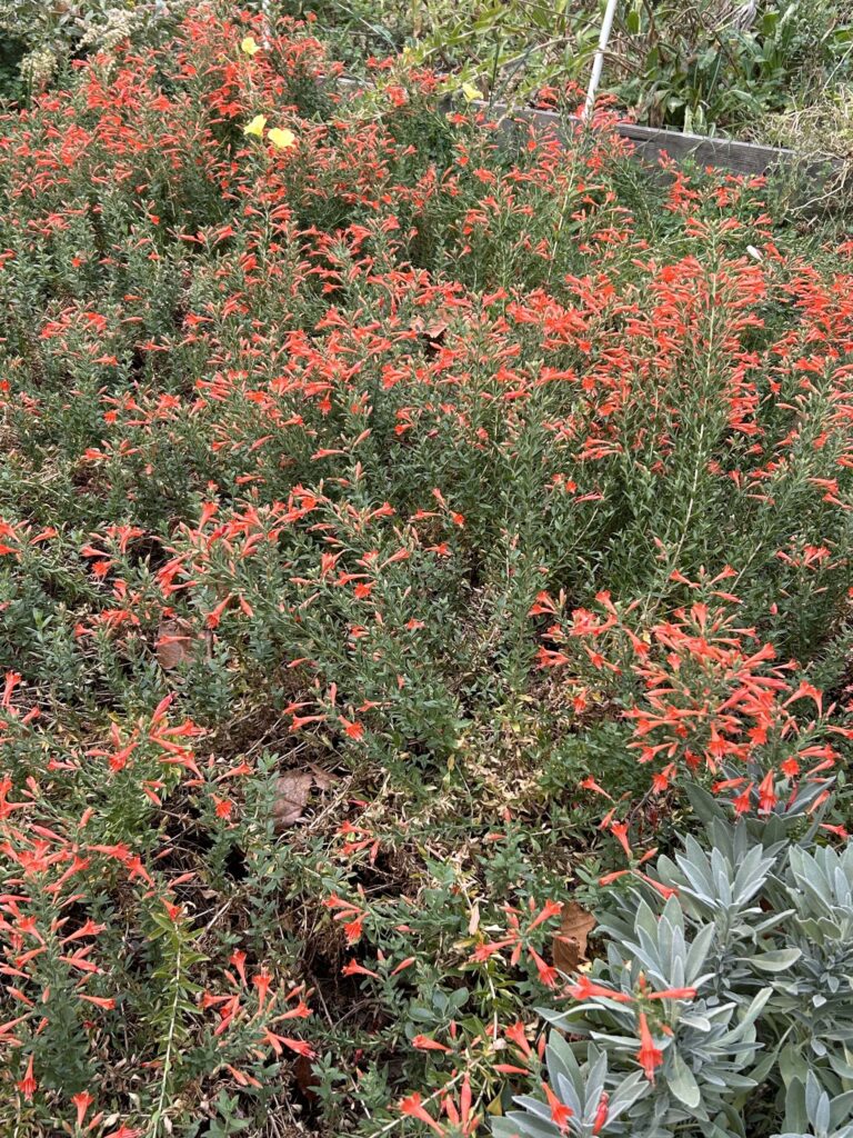 California fuchsia, Epilobium canum