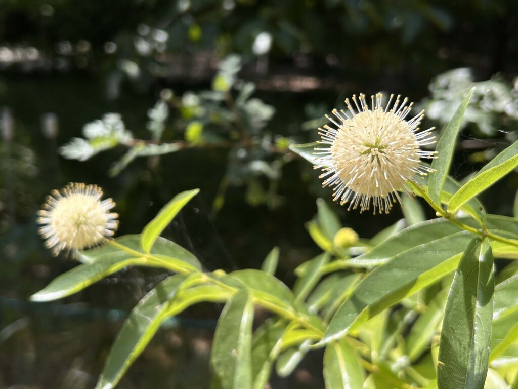 Buttonbush, <i>Cephalanthus occidentalis</i>