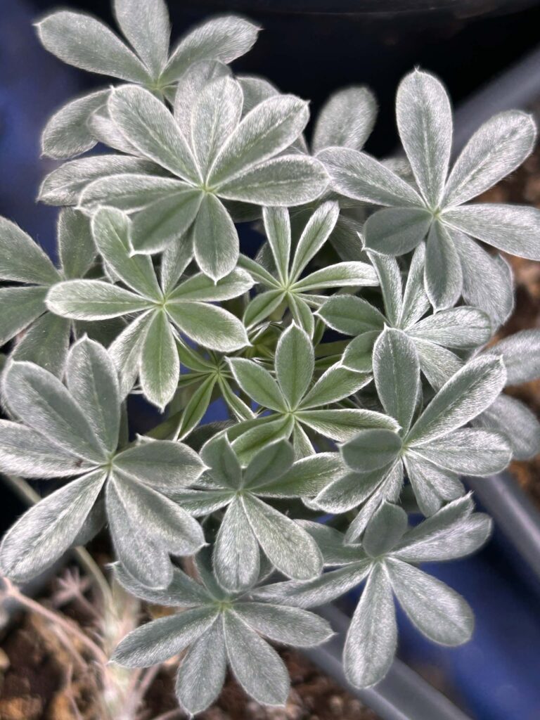 Silver lupine (Lupinus albifrons)