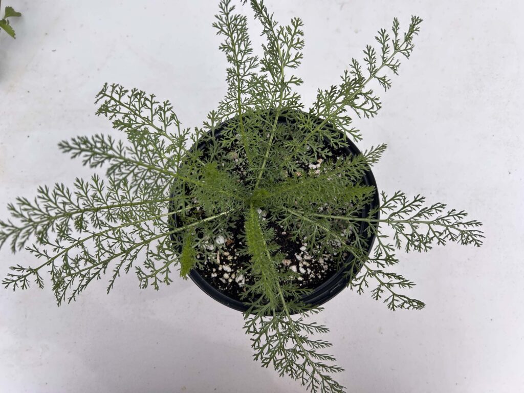 Common Yarrow (Achillea millefolium)