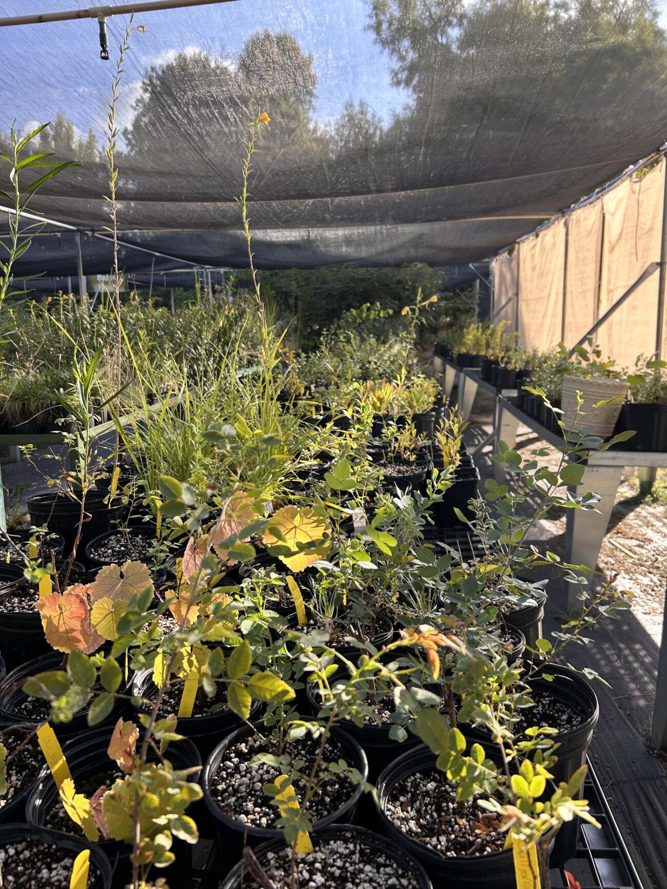 Photo of the Shasta Chapter Native plant nursery