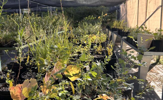 Photo of the Shasta Chapter Native plant nursery