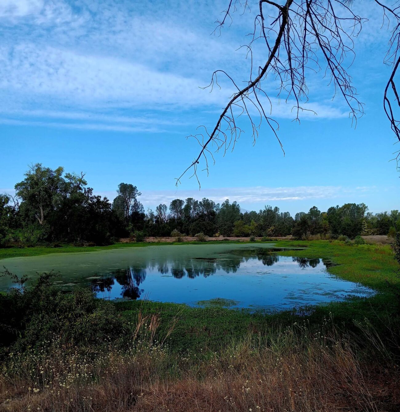 View of one of the ponds at Kapusta Open Space in Anderson, CA