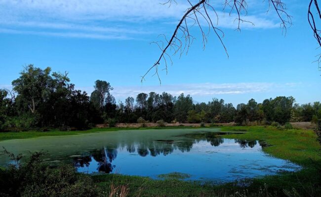 View of one of the ponds at Kapusta Open Space in Anderson, CA