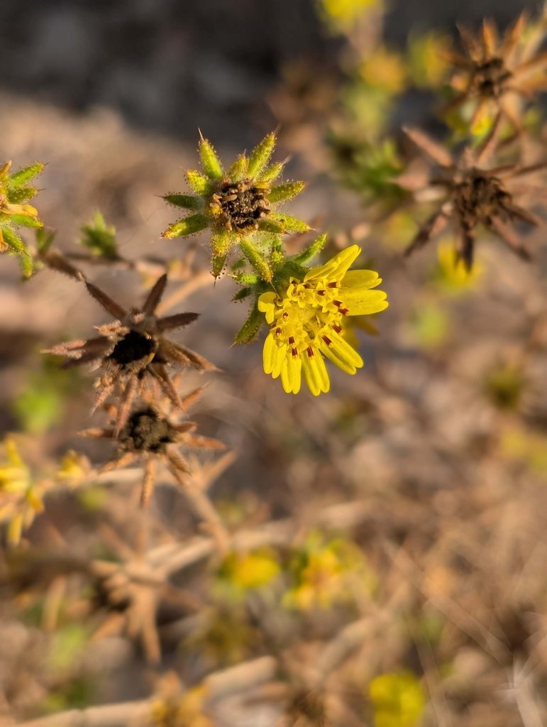 Fitch’s spikeweed, Centromadia fitchii