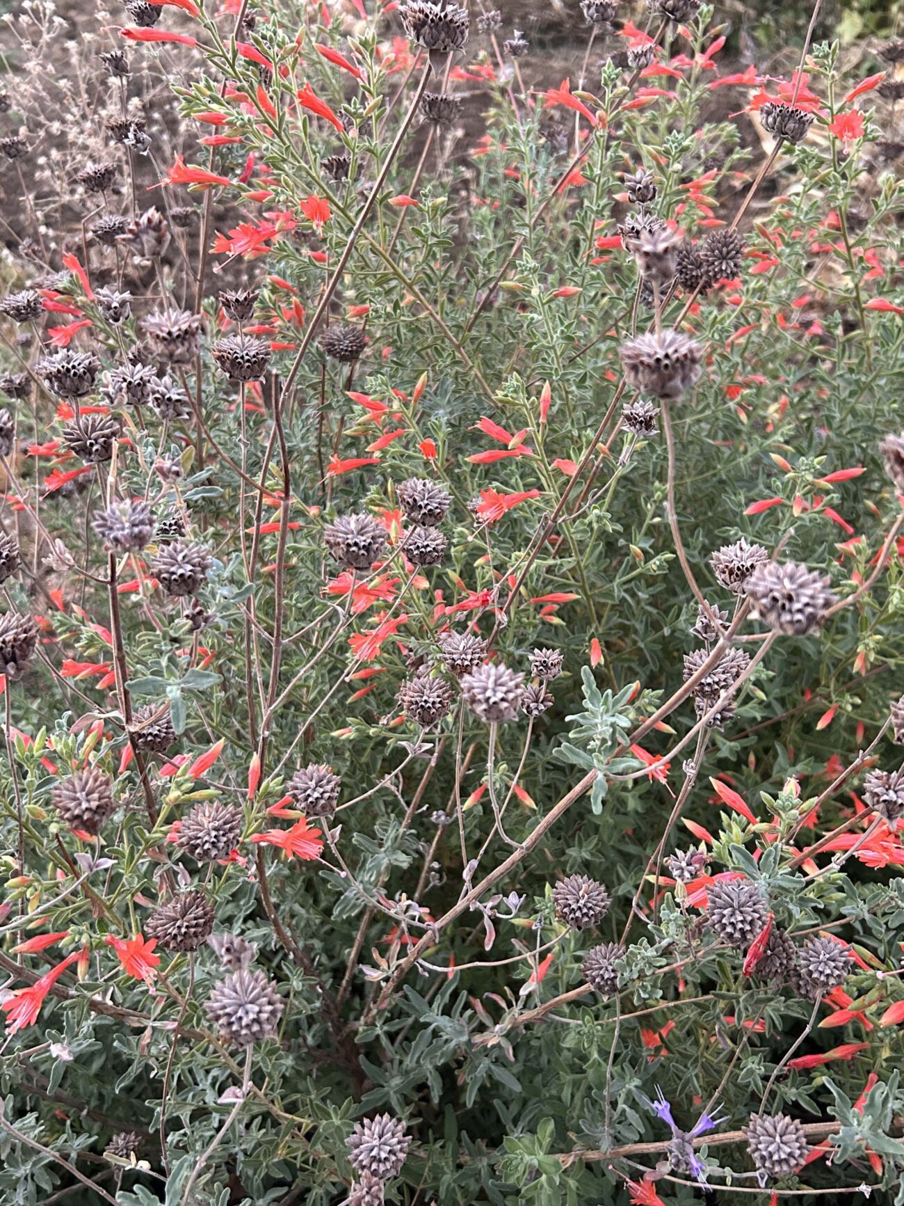 ’Sierra Salmon’ variety of California Fuchsia (Epilobium Canum) intermingling with Cleveland sage (Salvia clevelandii)