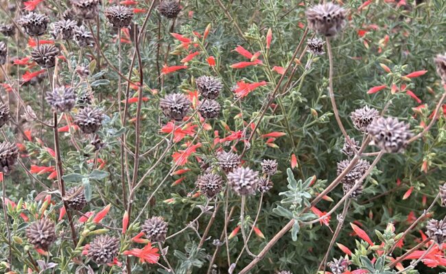 ’Sierra Salmon’ variety of California Fuchsia (Epilobium Canum) intermingling with Cleveland sage (Salvia clevelandii)