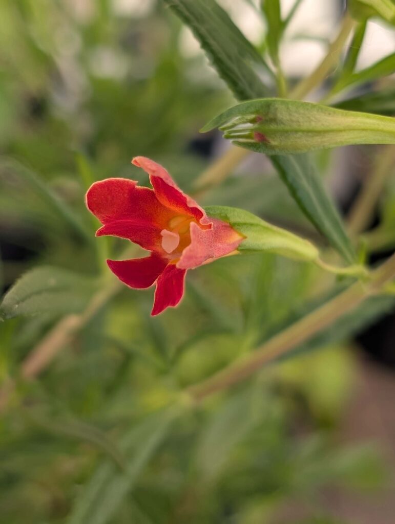A blooming Red bush monkeyflower