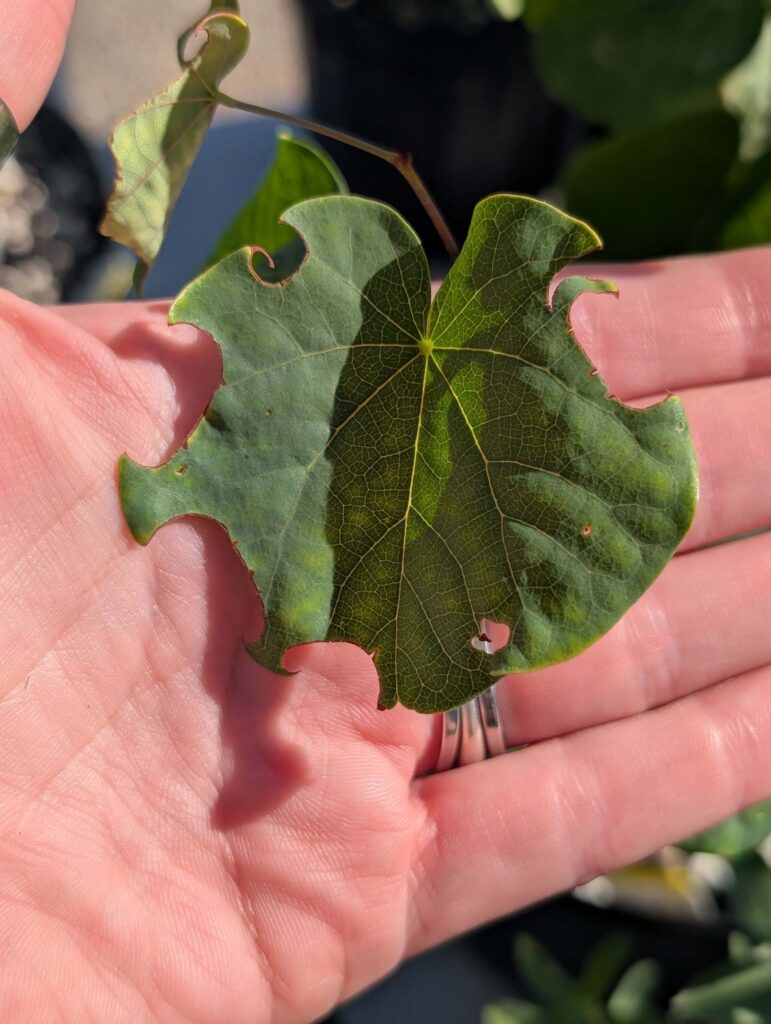 A leaf of the Western Redbud plant showing signs of leaf-cutter bees