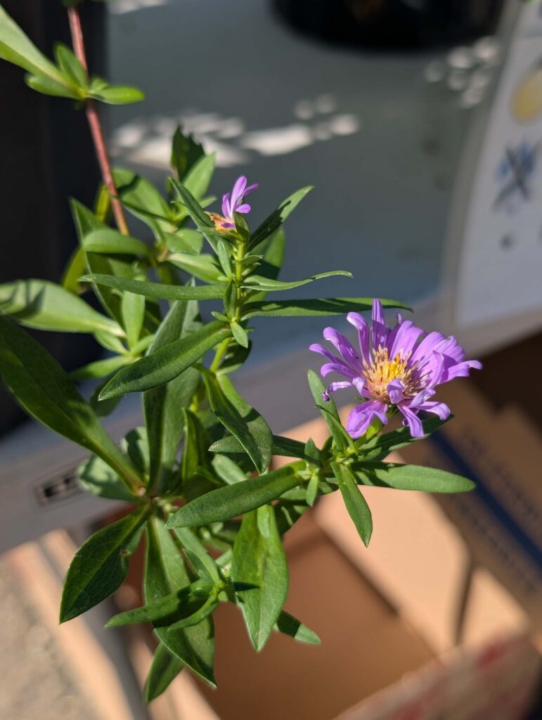 Our California aster, Symphyotricum chilense enjoying the sunshine. Photo taken on October 2, 2026 by Ren Redlich.
