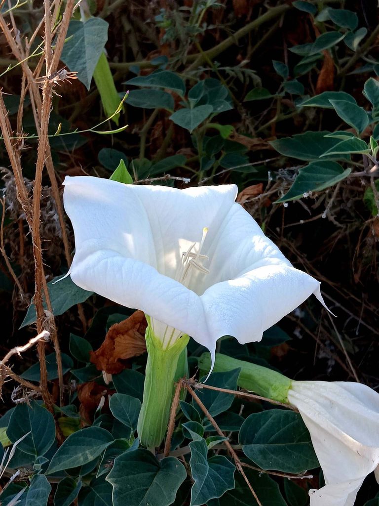 Sacred Datura