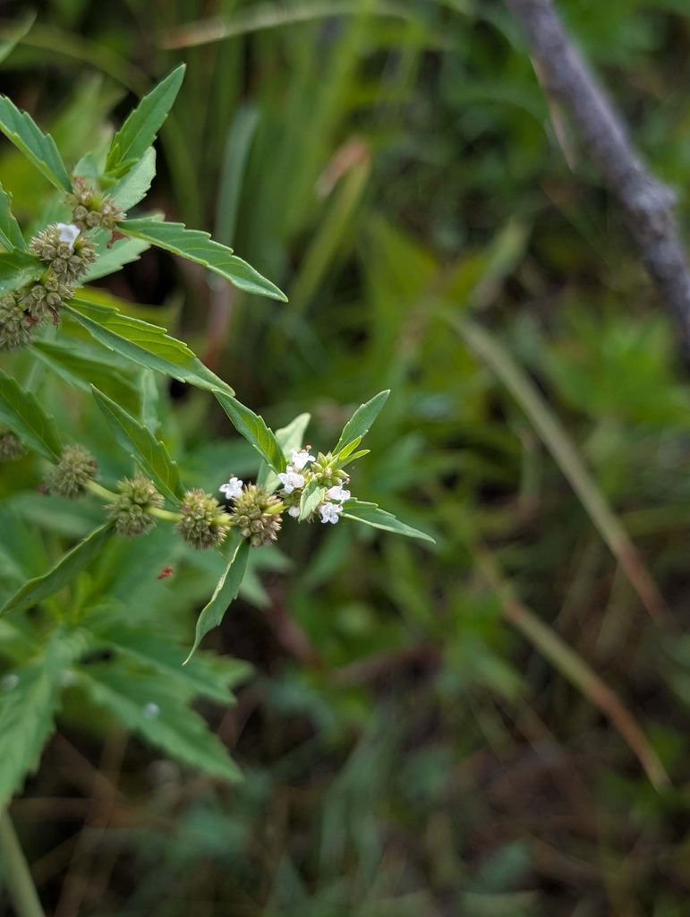 cut-leaf bugleweed, Lycopus americanus